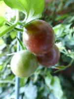 P1100549Black Cherry.webp
