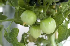 early_joe_fruechte.webp