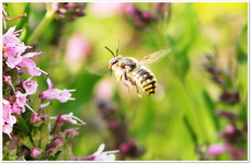 Biene im Flug.webp