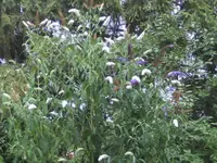BILD0340.webp