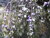 BILD0332.webp