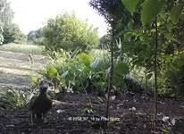 600095d1532326371-herrschaftliches-gewusel-im-eigenen-spatzen-garten-forum-specht-insel-2018_07_.jpg