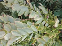 IMG_20180723_100108.webp