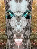 c002.webp