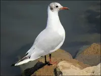 c007.webp