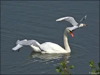 c010.webp