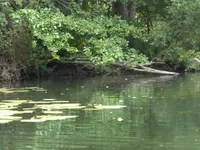 P1100299Schwentine zwischen Höftsee und großem Plöner See.jpg
