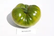Marmande verte IMG_5152.webp