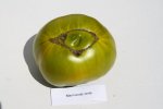 Marmande verte unten IMG_5155.jpg