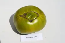 Marmande verte unten IMG_5155.webp