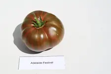 Adelaide Festival IMG_5157.webp