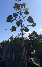 Sonnenblume 020.webp