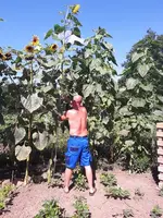 Sonnenblume 022.webp