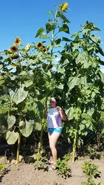 Sonnenblume 024.webp