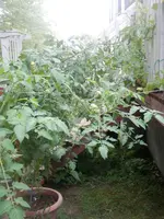 P7220673.webp