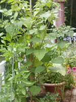 P7220650.webp