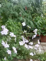 P7220655.webp