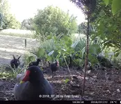 Forum Teichhuhn Kükis Insel 2018_07_22 STC_0003.webp