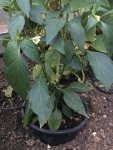 2018-07-19 Rocoto.jpg