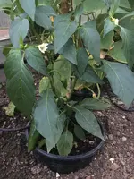 2018-07-19 Rocoto.webp