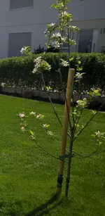 Apfelbaum neu.jpg
