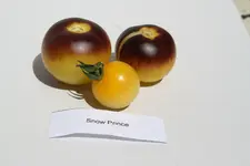 Snow Prince F 2 IMG_5244.webp