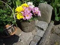 DSC03536.webp