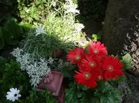 DSC03537.webp