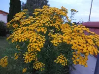 DSC03528.webp
