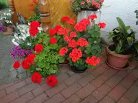 DSC03544.webp