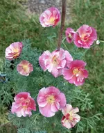 2018blmn06.webp