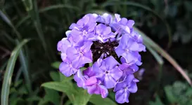 2018blmn03.webp