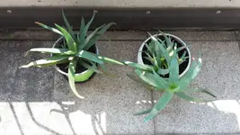 Aloe 1.webp