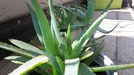 Aloe 2.webp