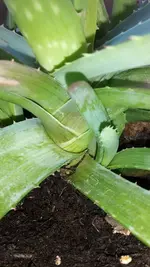 Aloe 3.webp