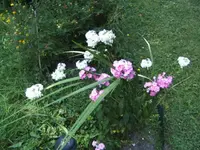 BILD0304.webp