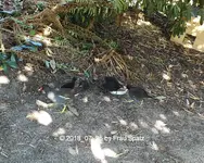 Forum Teichhühner Kükis Insel 2018_07_25 STC_0009.webp