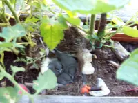 100_0481.webp
