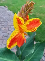 Canna lucifer.webp