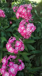 IMG_20180725_100453.webp