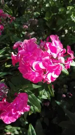 IMG_20180725_100438.webp