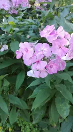IMG_20180725_100308.webp