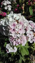 IMG_20180725_100128.webp
