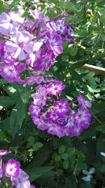 IMG_20180725_100011.webp