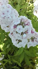 IMG_20180725_095954.webp