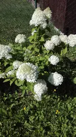 IMG_20180725_100057.webp