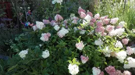 IMG_20180725_095846.webp