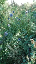 IMG_20180725_100231.webp