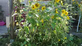 IMG_20180725_100217.webp