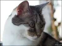 c018.webp